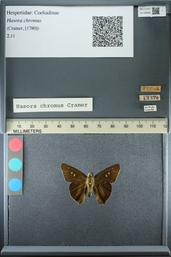 Media type: image;   Entomology 186694